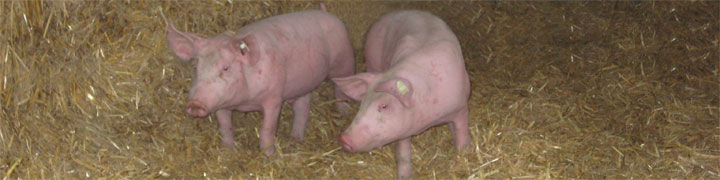 Schweine
